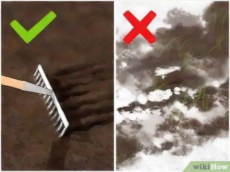 Уход за шелковицей Шаг 4