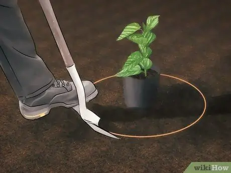 Уход за шелковицей Шаг 5