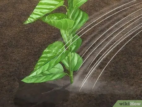 Уход за шелковицей Шаг 7