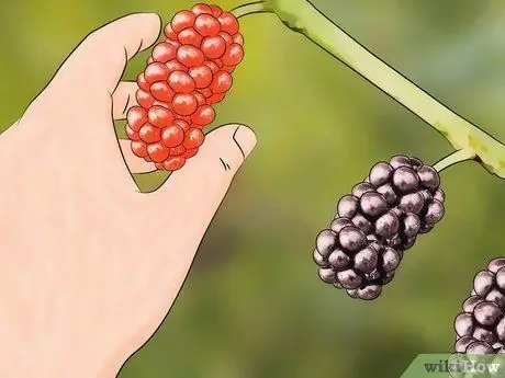 Уход за шелковицей Шаг 9