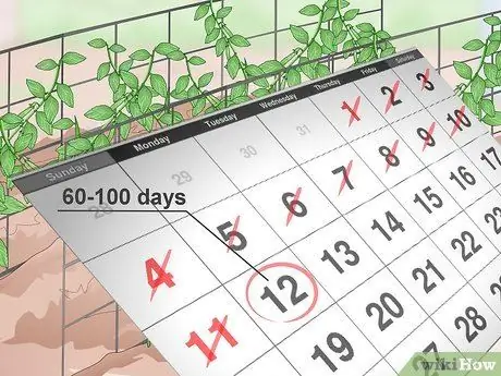 Выращивание сахарного горошка шаг 13 Выращивание сахарного горошка шаг 13