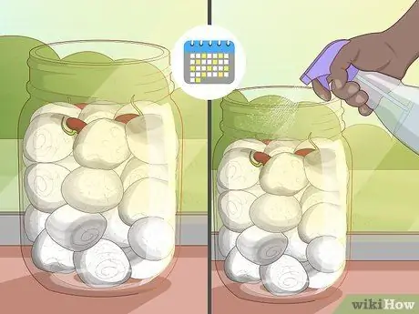 Выращивание фасоли в хлопке Шаг 7