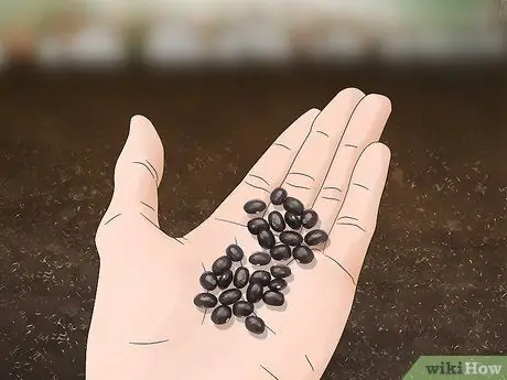 Выращивание черной фасоли Шаг 4