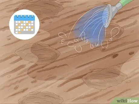 Выращивание фасоли Шаг 11