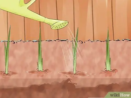 Выращивание лука из семян Шаг 11