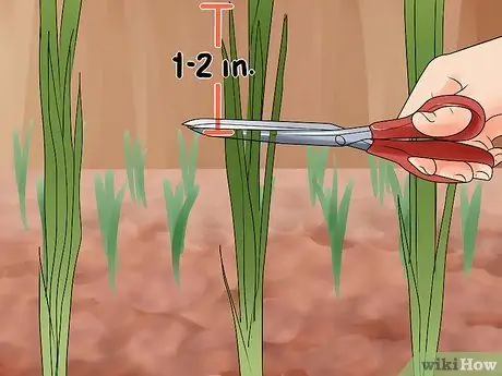 Выращивание лука из семян Шаг 15