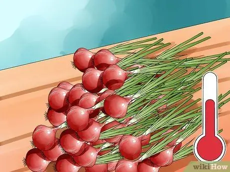 Выращивание лука из семян Шаг 17