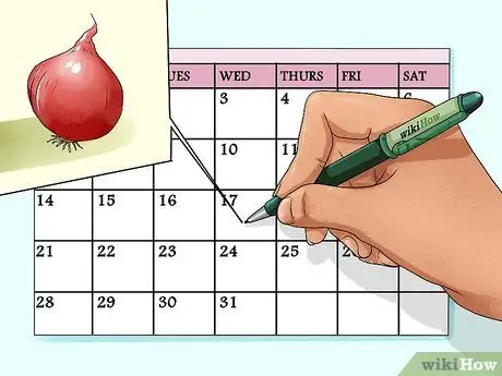 Выращивание лука из семян, шаг 2