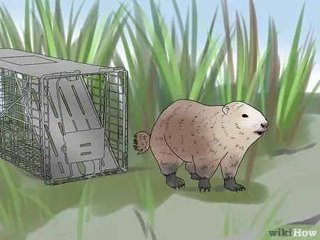 Поймать сурка Шаг 12