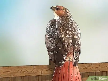 Не подпускайте уток к бассейну Шаг 7
