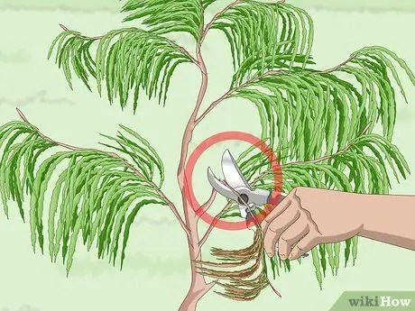 Подготовьте свой сад к осени Шаг 4