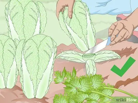 Подготовьте свой сад к осени Шаг 5