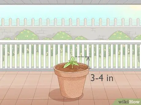 Вырастить большие помидоры Шаг 10