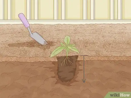 Вырастить большие помидоры Шаг 12