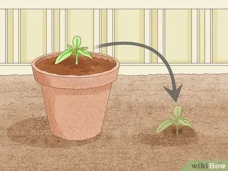 Вырастить большие помидоры Шаг 13