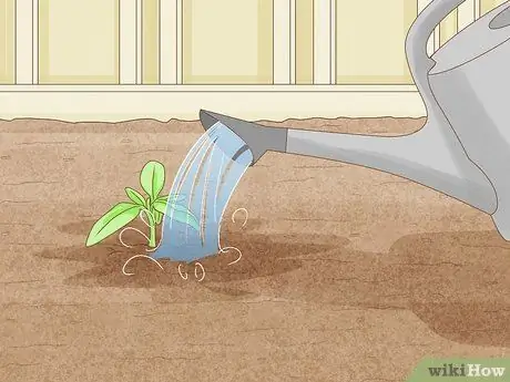 Вырастить большие помидоры, шаг 14