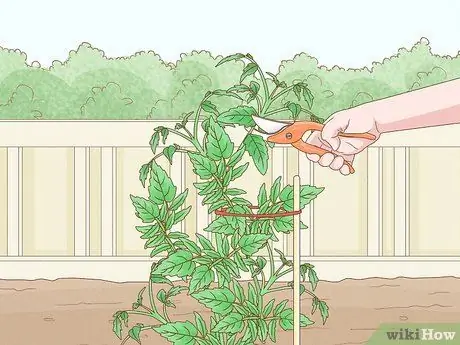 Вырастить большие помидоры, шаг 17