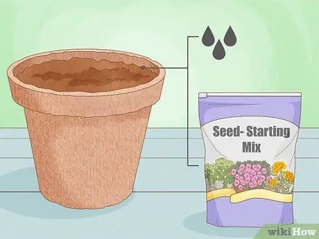 Вырастить большие помидоры, шаг 6