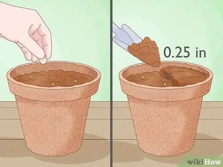 Вырастить большие помидоры, шаг 7