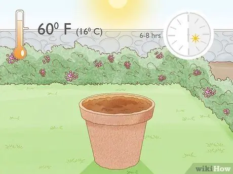 Вырастить большие помидоры Шаг 8