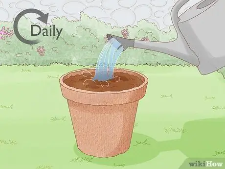 Вырастить большие помидоры, шаг 9