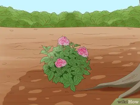 Заставь гортензии цвести, шаг 3