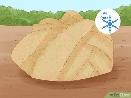 Заставь гортензии цвести, шаг 5