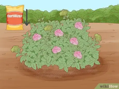 Заставь гортензии цвести, шаг 6