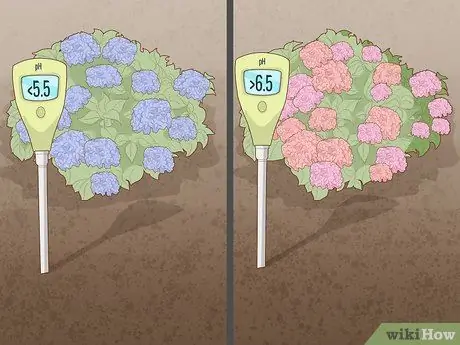 Заставь гортензии цвести, шаг 4