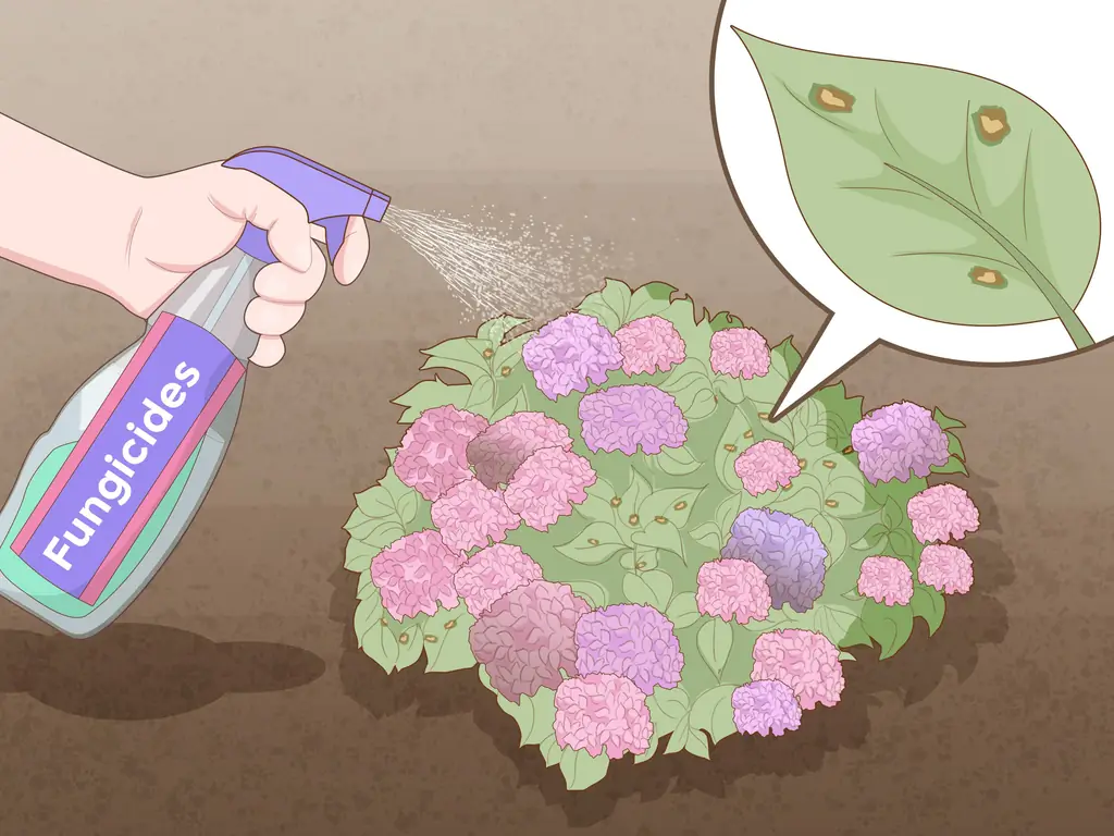 10 простых способов заставить гортензии цвести