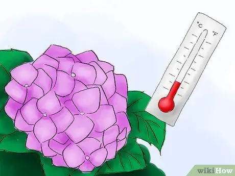 Сажать гортензии Шаг 01