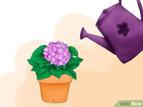 Сажать гортензии Шаг 10