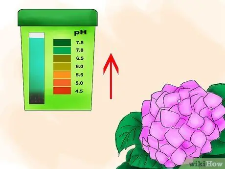 Посадить гортензии Шаг 14