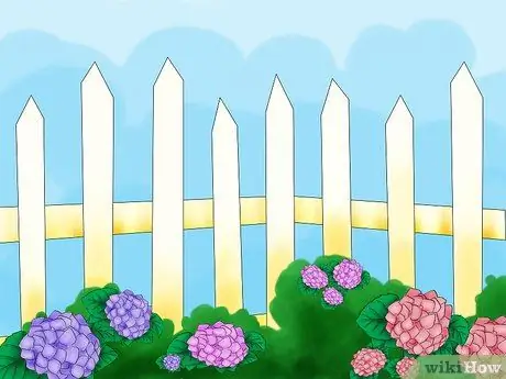 Сажать гортензии Шаг 03