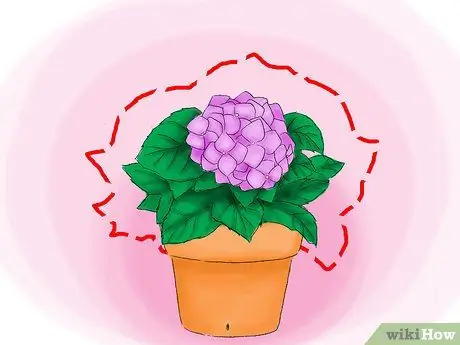 Сажать гортензии Шаг 04