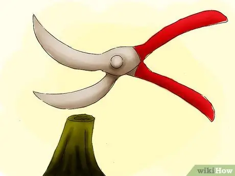 Вырастить тыкву Шаг 11