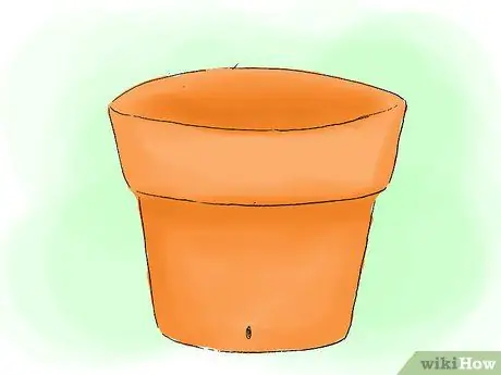 Сажать гортензии Шаг 06