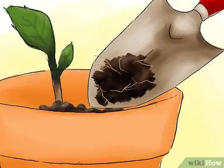 Сажать гортензии Шаг 07