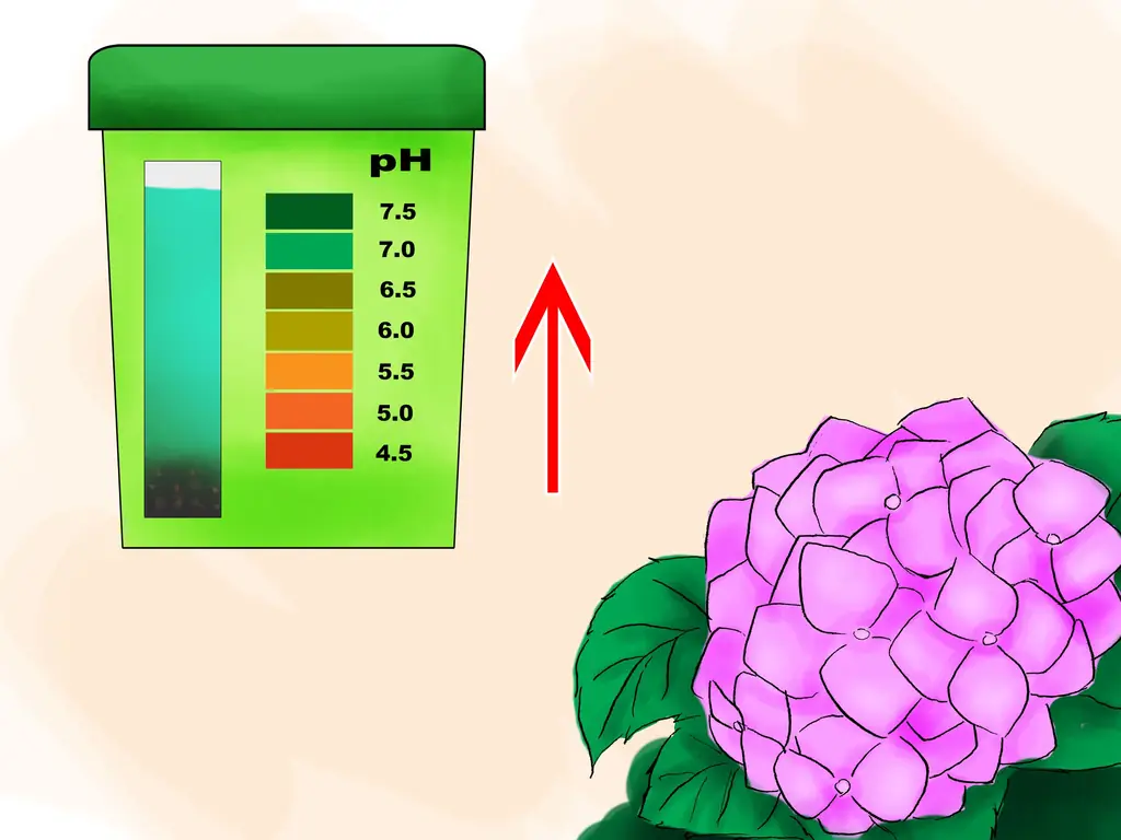 Как сажать гортензии: 15 шагов (с иллюстрациями)