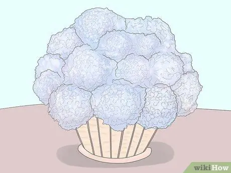 Выращивание гортензии Шаг 12