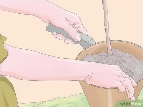 Выращивание гортензий шаг 2