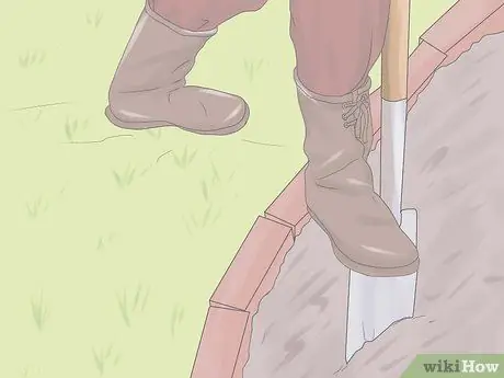 Выращивание гортензий шаг 3