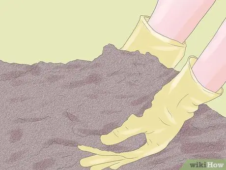 Выращивание гортензий шаг 4