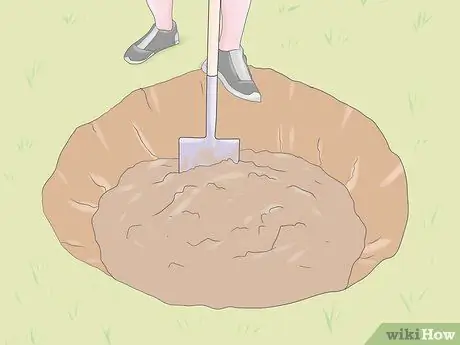 Выращивание гортензий шаг 5