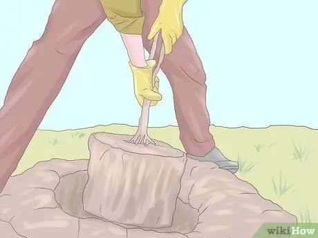 Выращивание гортензий Шаг 6