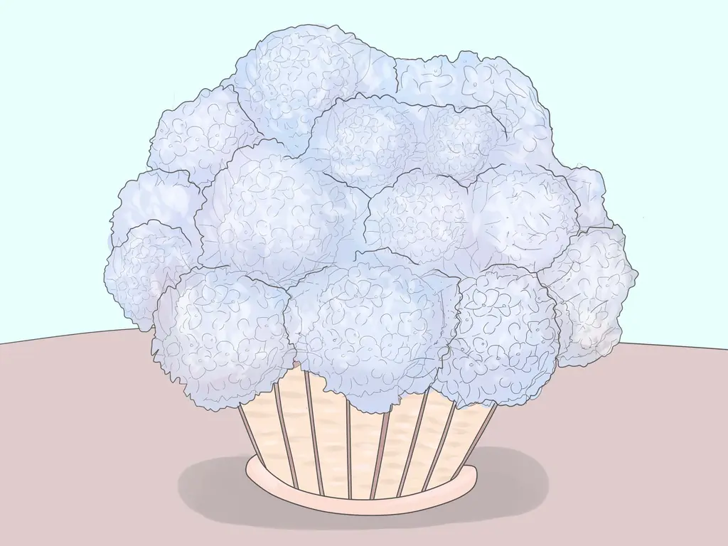 Как вырастить гортензии: 12 шагов (с иллюстрациями)