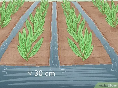 Защита посевов от сильного дождя Шаг 10