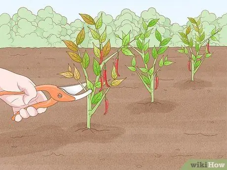 Защита посевов от сильного дождя Шаг 14