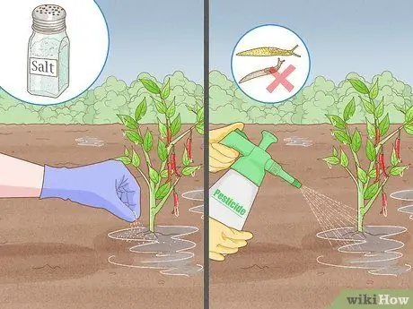 Защита посевов от проливного дождя Шаг 15