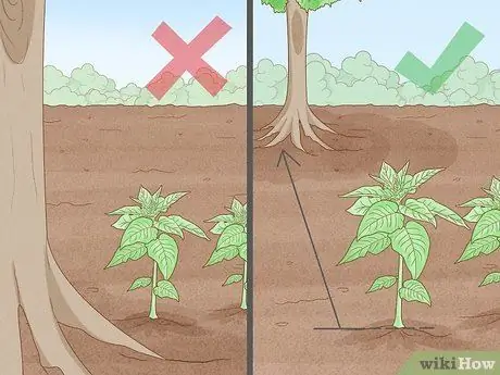 Защита посевов от сильного дождя Шаг 4